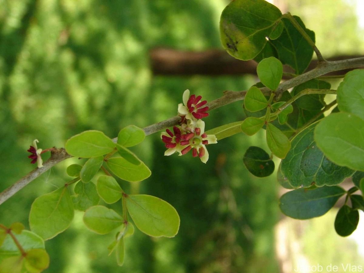 Limonia acidissima L.